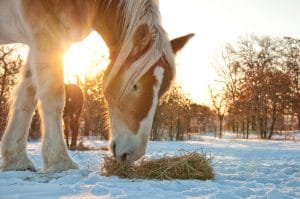 Winters paarden voeren