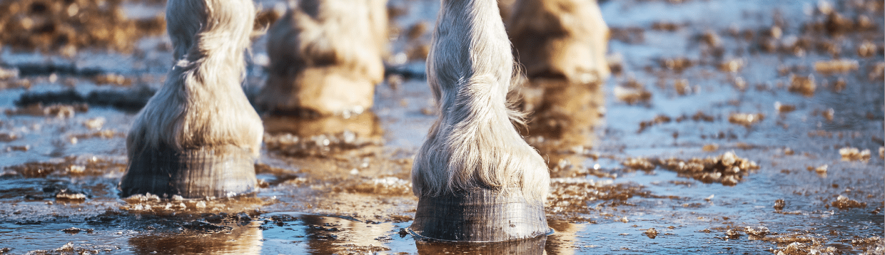 paard met hoeven in de modder