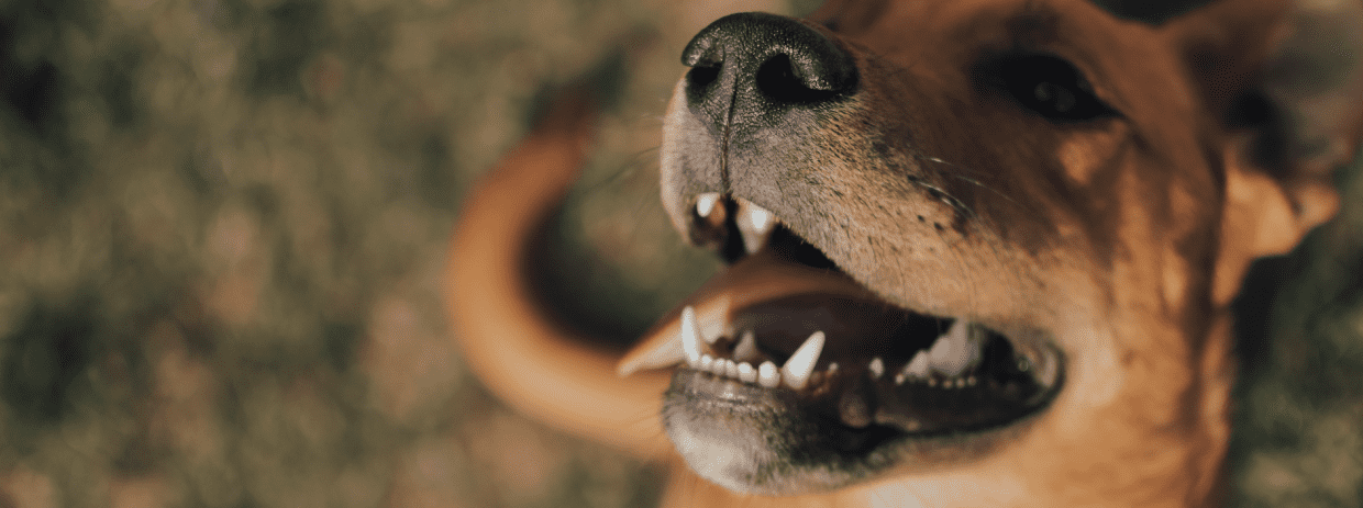 rollende hond gebit