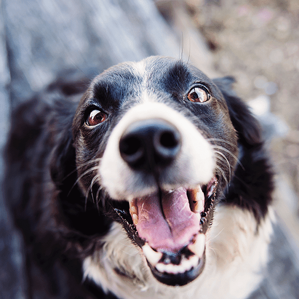 Combi Deals Honden