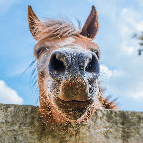 Combi Deals Paarden