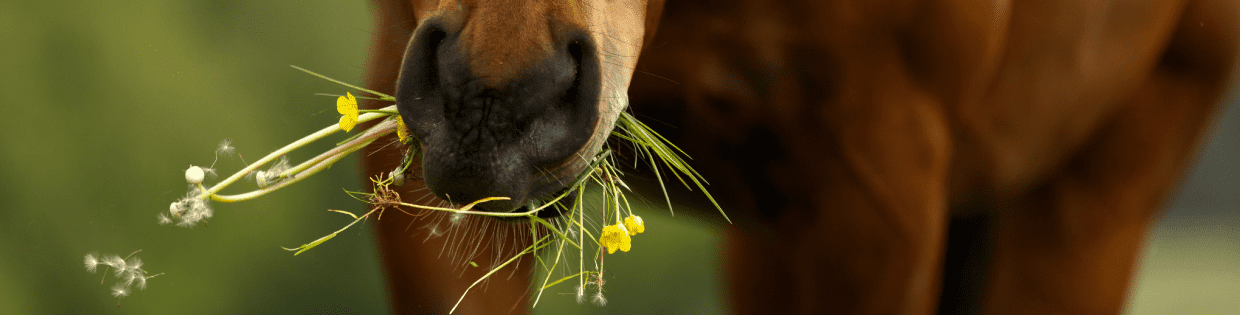 paard eet bloemen in weiland