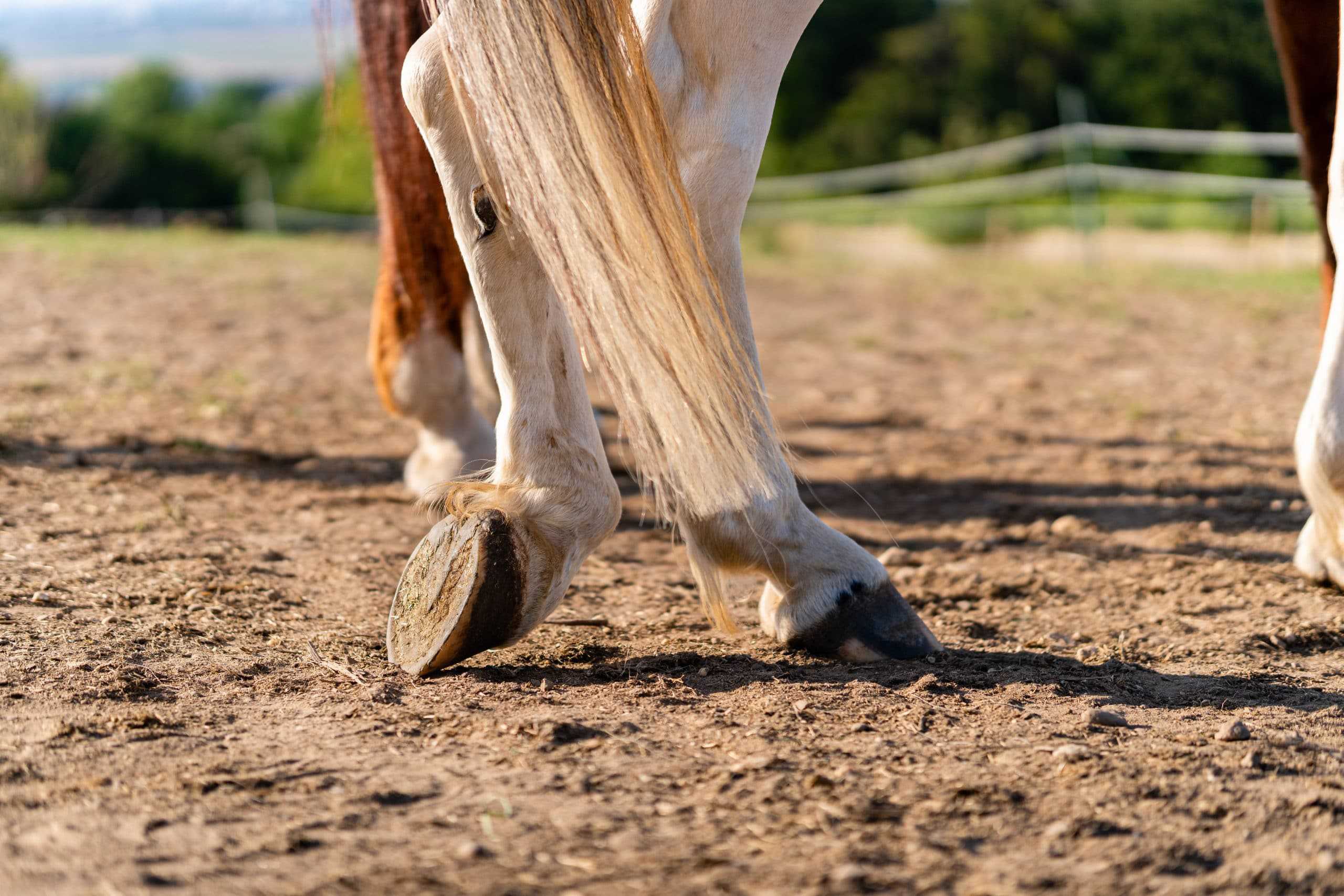 Laminitis in horses HorseFlex causes, symptoms and tips
