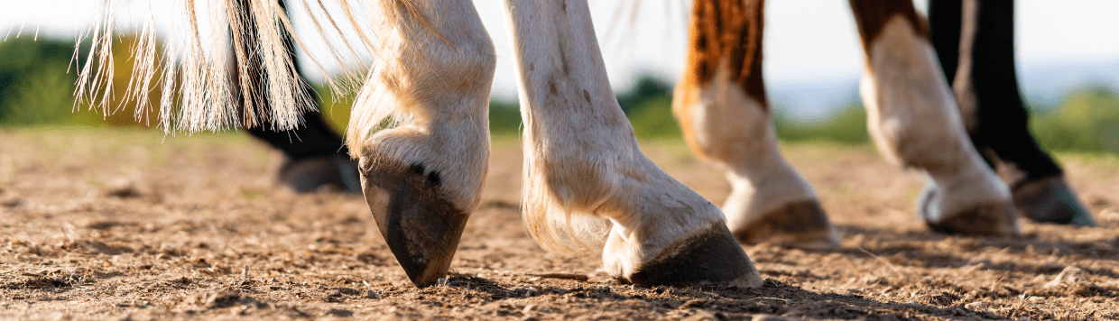 paard hoeven hoefbevangen