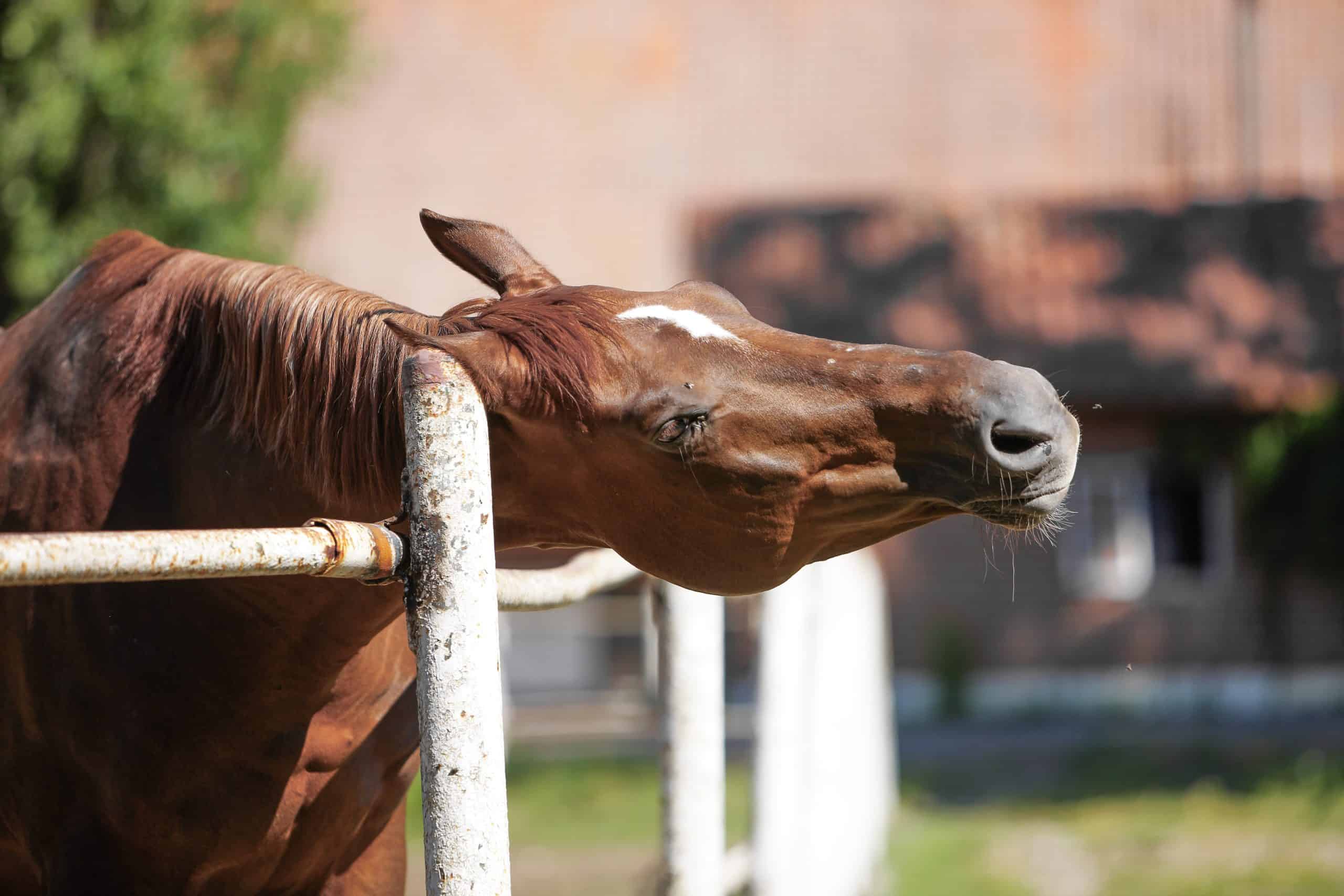 jeuk bij paarden