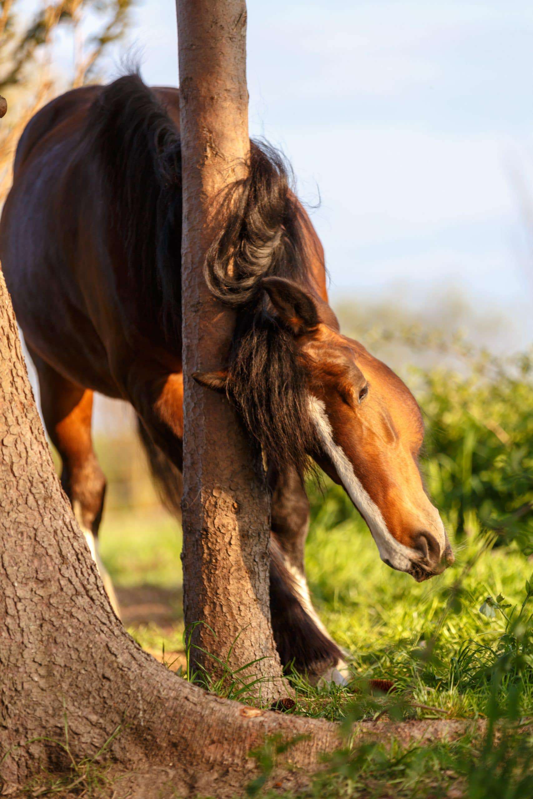 jeuk paarden