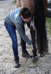 Paardenmassage Marijke oefening 6