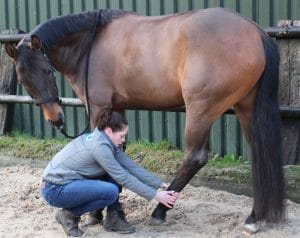 Paardenmassage Marijke oefening 7