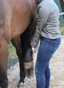 Paardenmassage Marijke oefening 8