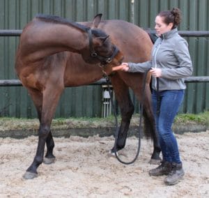 Paardenmassage Marijke oefening 4