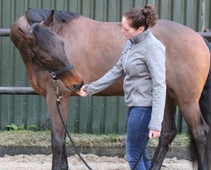 Paardenmassage Marijke oefening 5