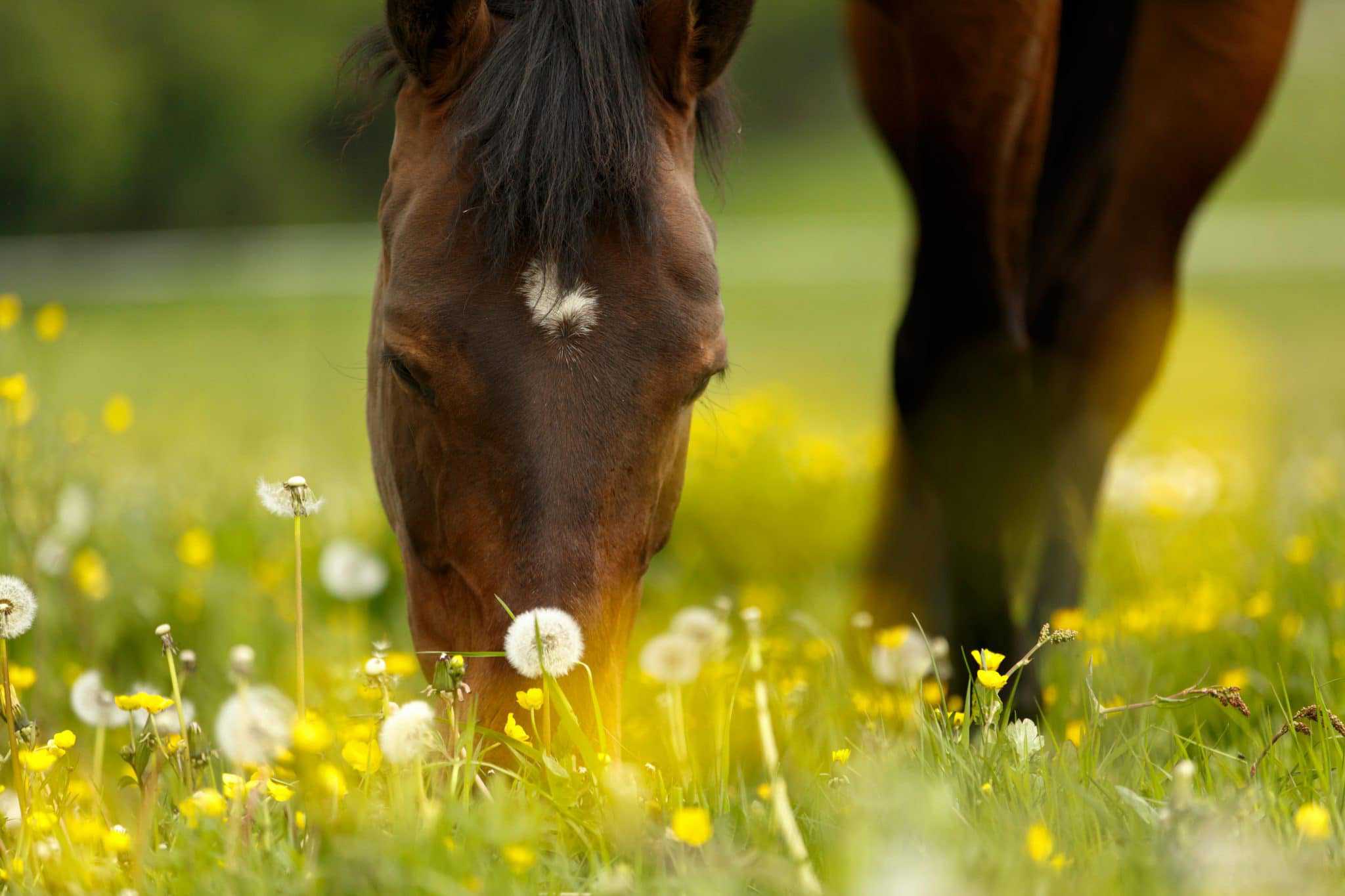 pollenallergie bij paarden
