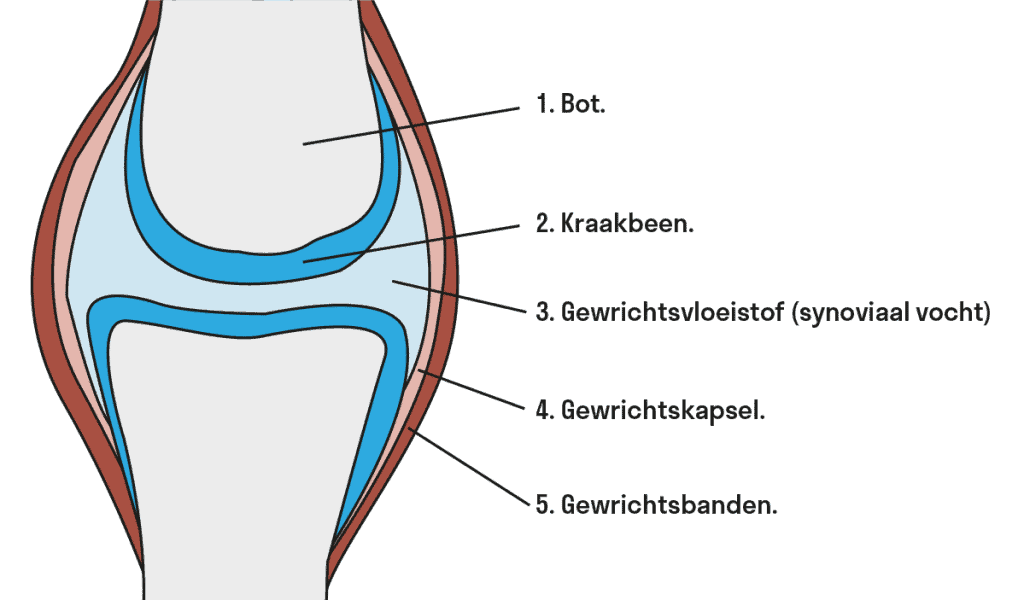 gezond gewricht