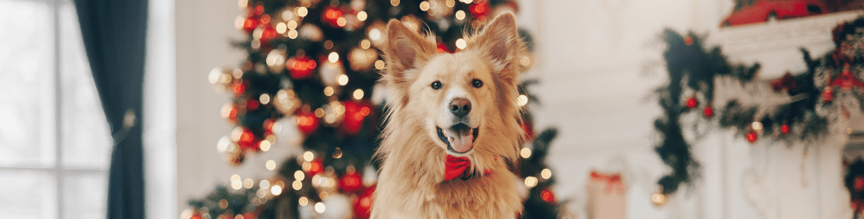 hond kerst