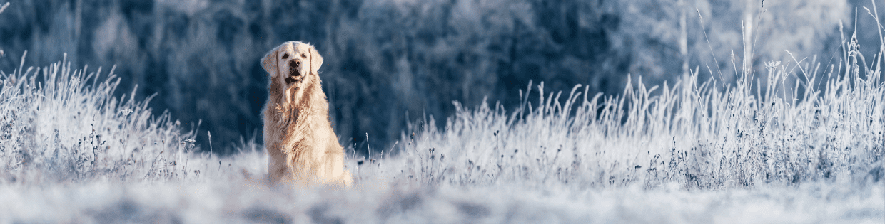 hond sneeuw landschap
