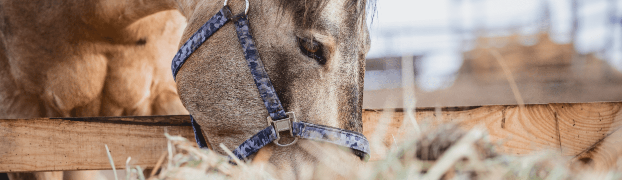 paard hooi eten