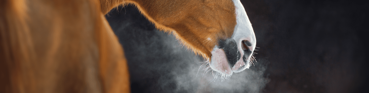 paard vorst 