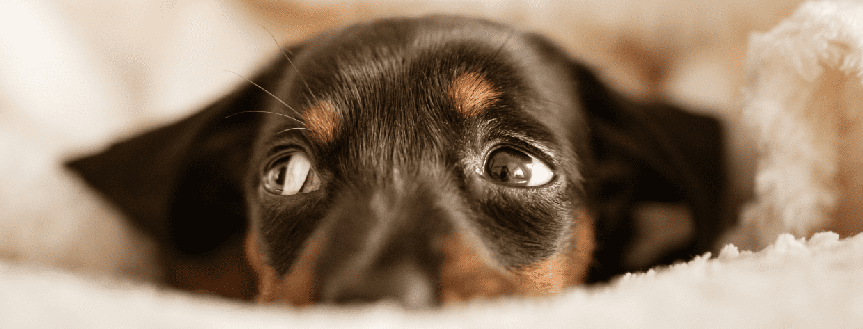 vuurwerkangst hond
