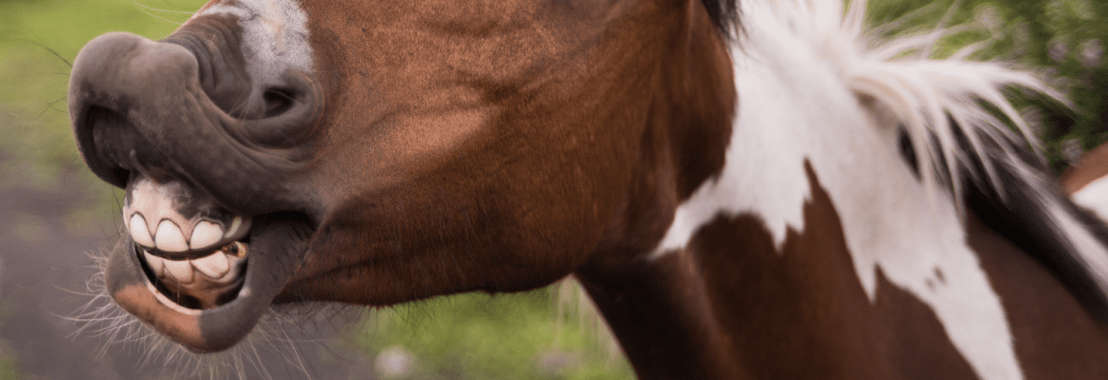 paard lust supplement niet