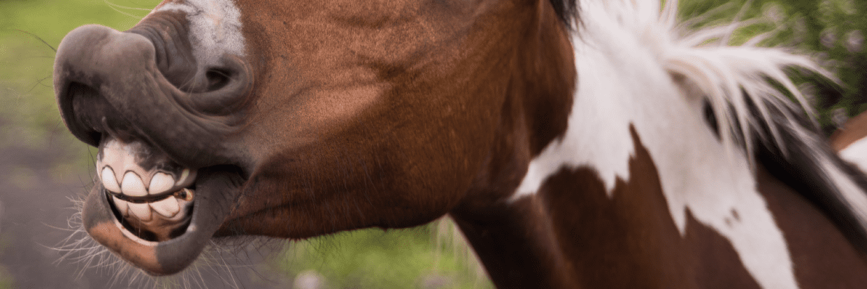 paardengebit