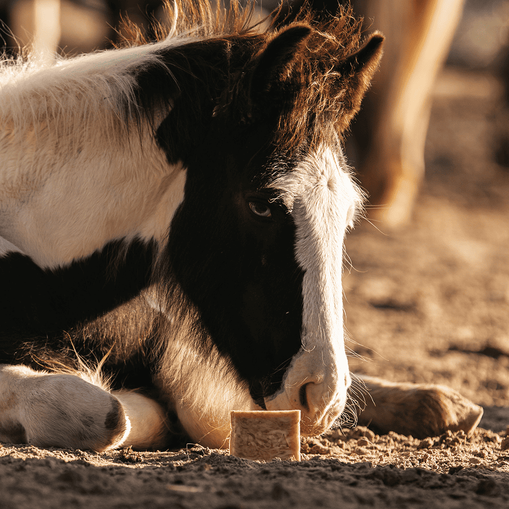 Paardenshampoo