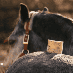 Lavender shampoobar van PIPPA