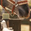 PIPPA paardenshampoo
