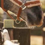 PIPPA paardenshampoo