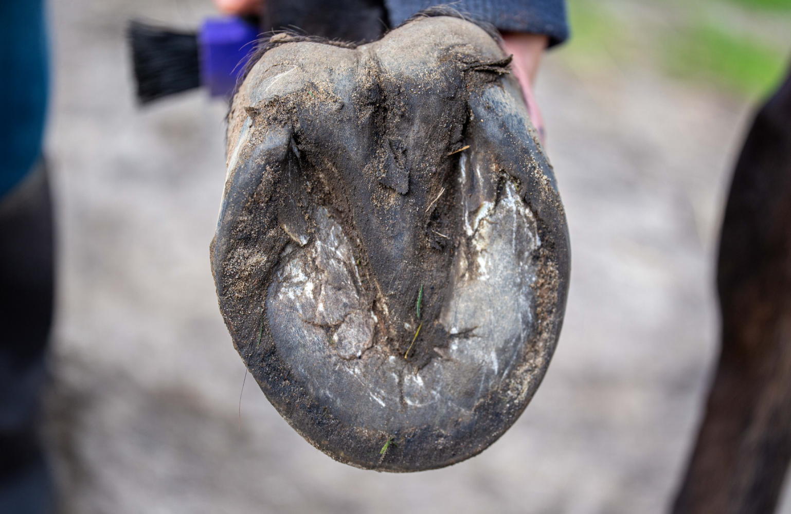 Een paard met rotstraal: oorzaak, symptomen en behandeling